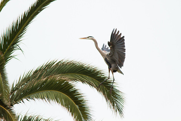 Great Blue Heron
