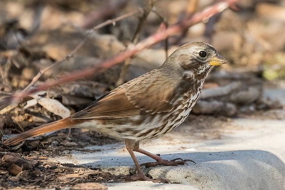 Fox Sparrow