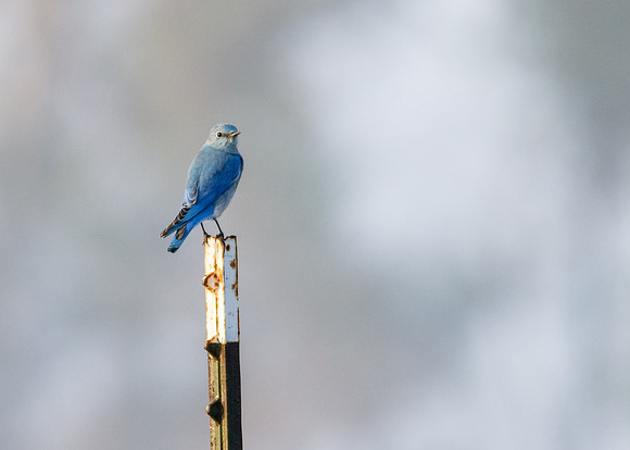 Mountain Bluebird