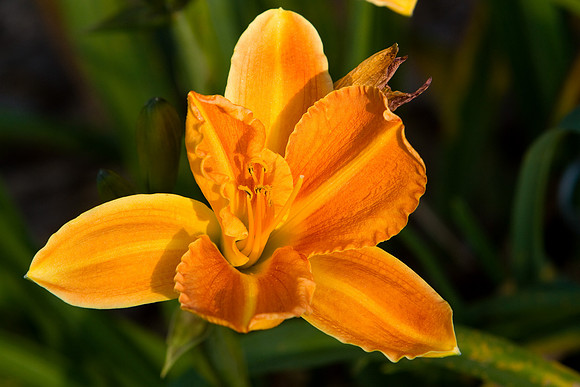 La-arboretum-65