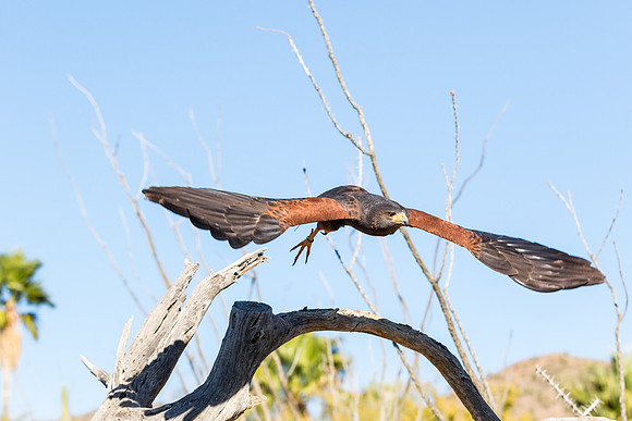 Harris's hawk