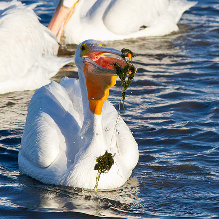 Where's the fish?