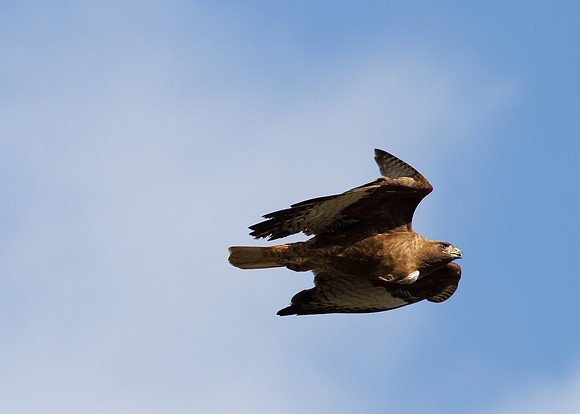 Female Red-Tailed Hawk in flight