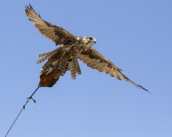 Saker Falcon