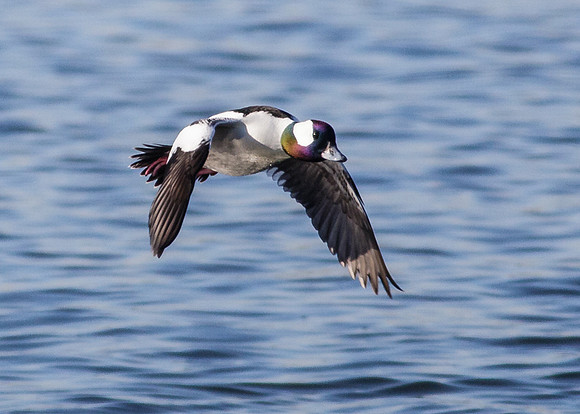 Male Bufflehead