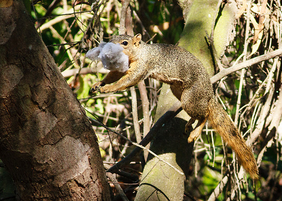 Cottonmouth Jumper