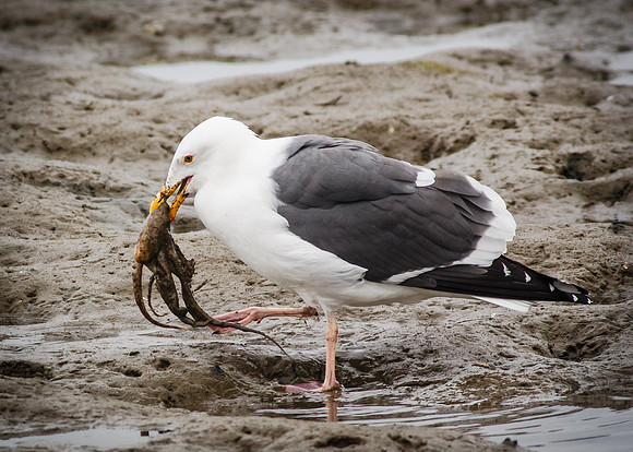 BolsaChica-2014-4029