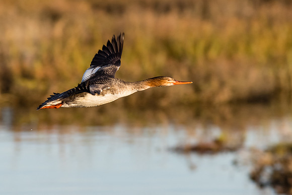Red-breasted Merganser