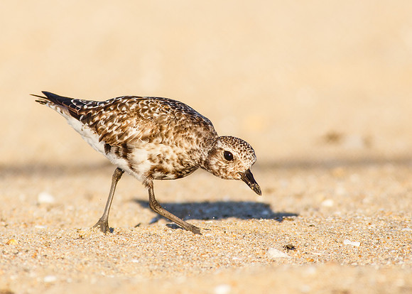 Black-bellied Plover