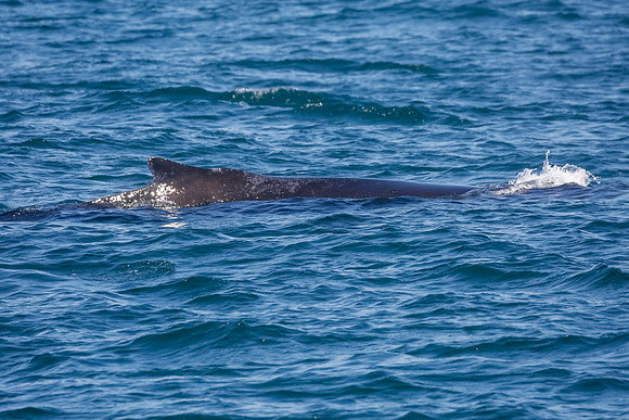 NB-whale watching-5559