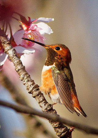 Rufous Hummingbird - male