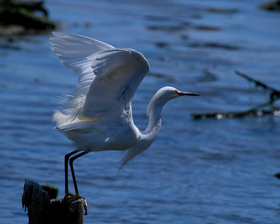 Launch - Snowy Egret