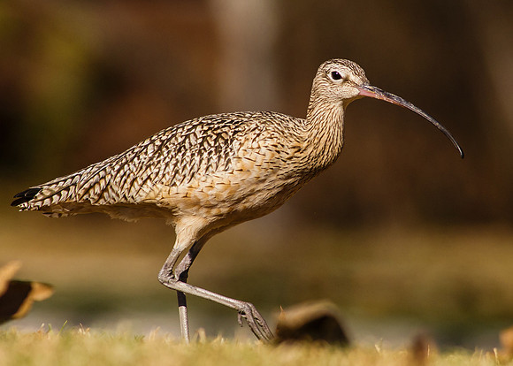 Whimbrel
