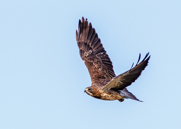 Soaring Swainson's  II