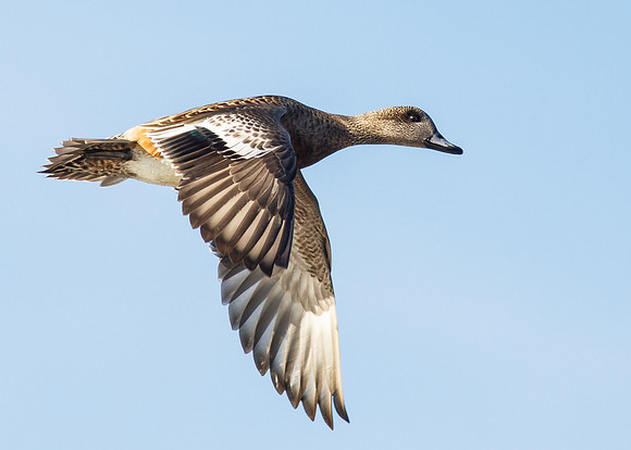 American Wigeon