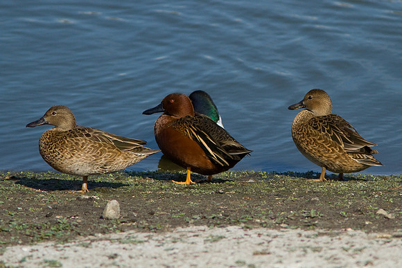 birds-irv-1041