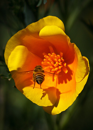 Poppy and Bee