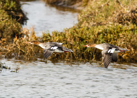BolsaChica-2013-4756