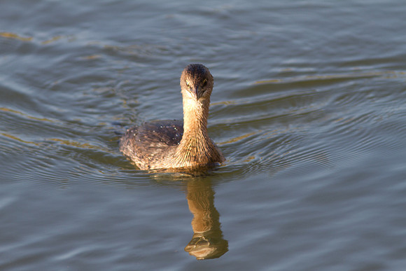 BolsaChica2011-9303