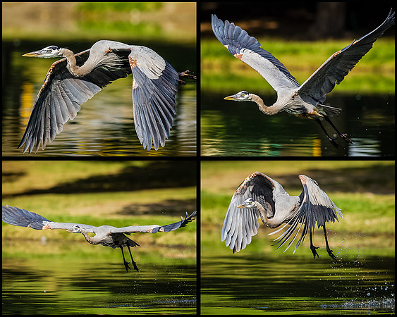 GBH-flight