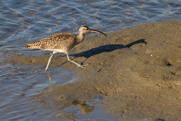 BolsaChica-5367