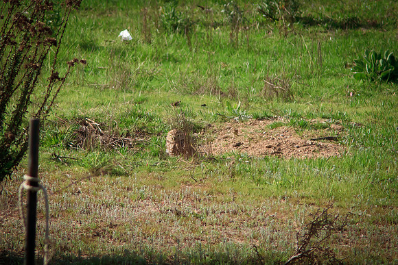 Burrowing Owl