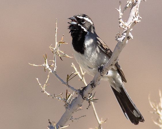 Black-throated Sparrow