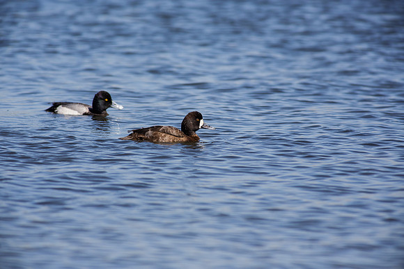 BolsaChica2013-2370