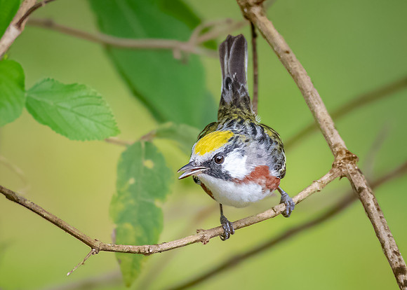 Chestnut-sided Warbler