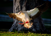 On final approach.....