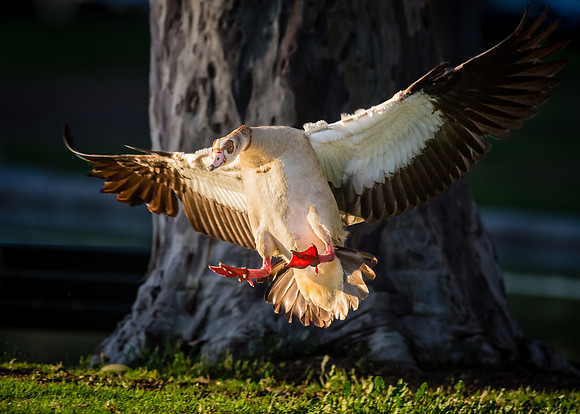 On final approach.....