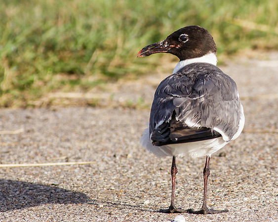 Laughing gull