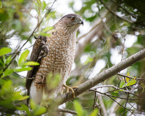 Coopers Hawk