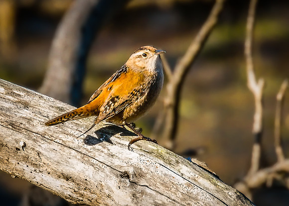 Marsh wren