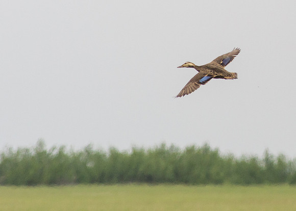 SouthTexas2014-5881