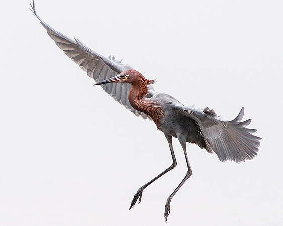 Reddish Landing.....