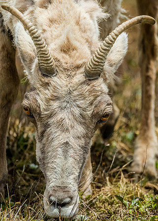 Grazin' in the grass