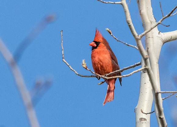 Male Northern Cardinal