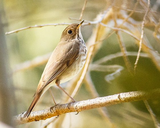 Hermit Thrush
