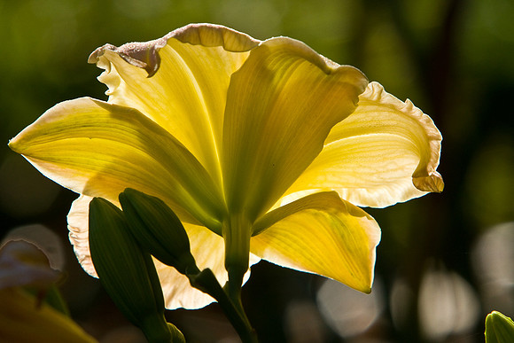 La-arboretum-118