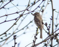 Dusky Flycatcher