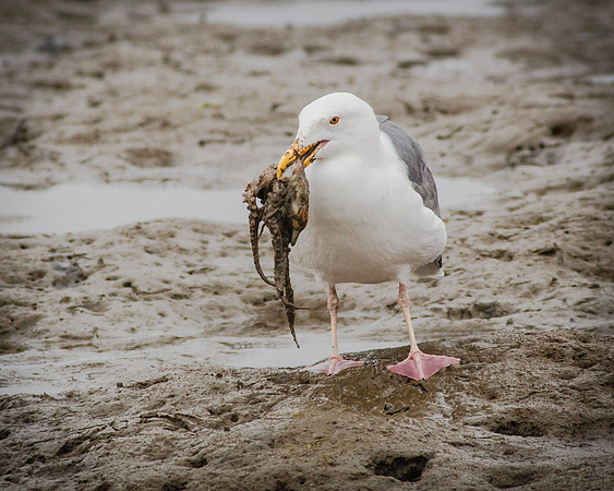 BolsaChica-2014-4018