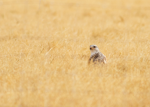 Danger in the field.