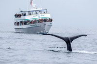 Whale Tail....