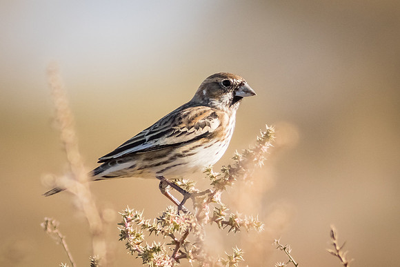 Lark Bunting