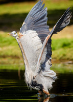 GBH Time to Go.....