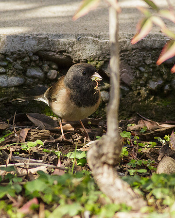 Dark-Eyed Junco