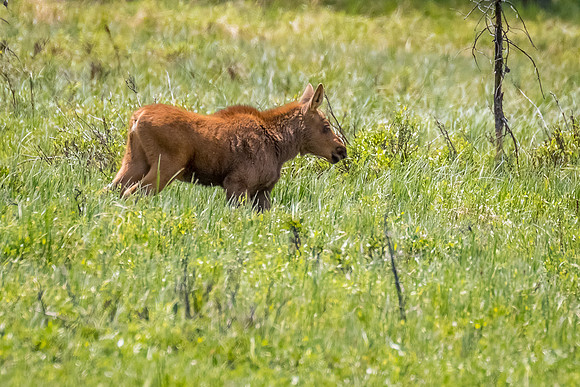 Youngster on the move toward mom.....