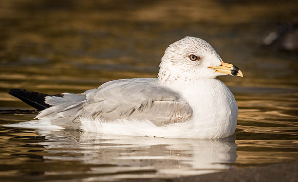 Ring-billed gull