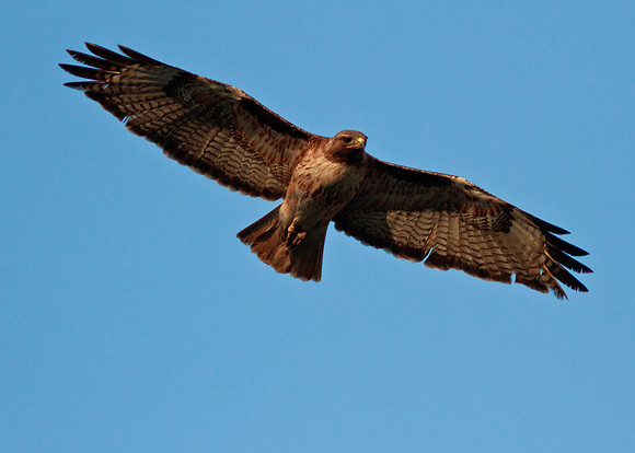 Red-tailed hawk - male